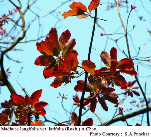 Madhuca longifolia var. latifolia (Roxb.) A.Chev.